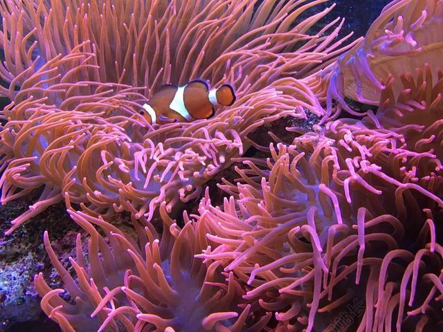 水族馆 鱼 海底世界 水 丰富多彩 深海鱼 尼莫 水下 玩具