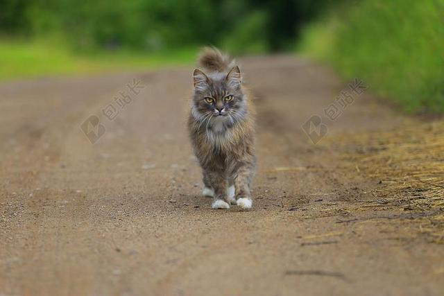 运动户外徒步的猫背景图片