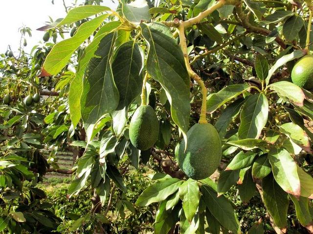 绿色食物水果清新树枝上挂着绿果水果生长种植背景图片
