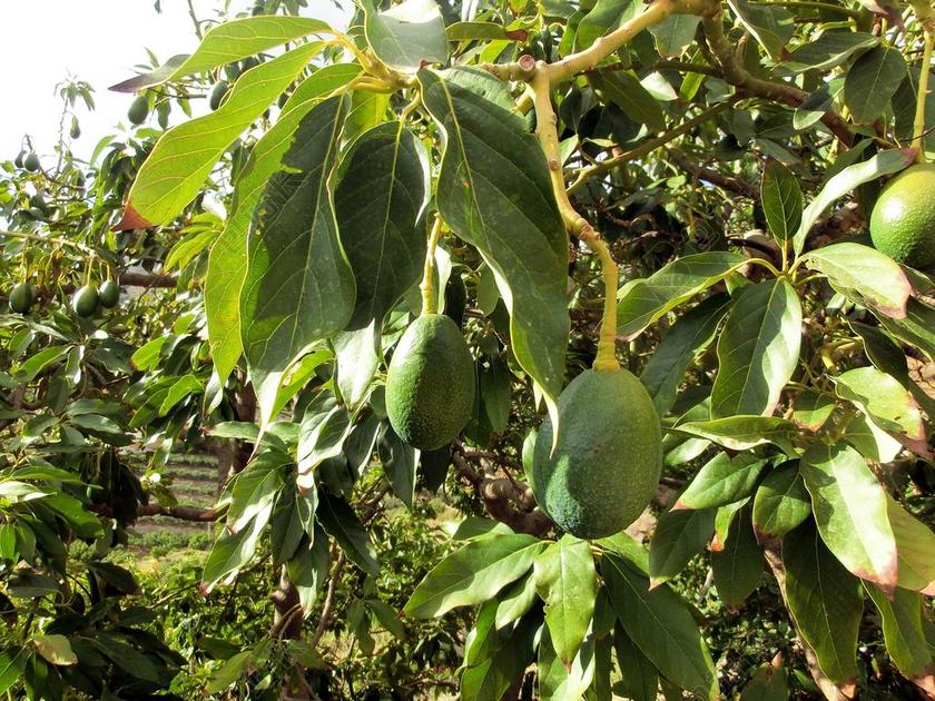 绿色食物水果清新树枝上挂着绿果水果生长种植背景图片