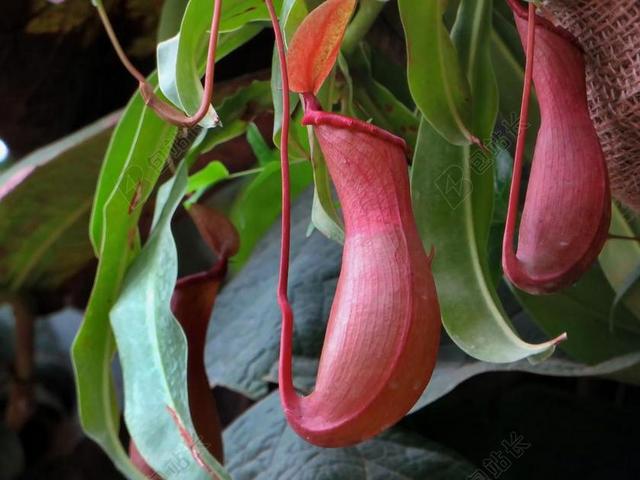 猪笼草 附生植物 食虫植物 瓮 被囊 鳃盖 陷阱