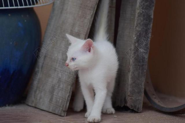简约户外的白色小猫背景图片
