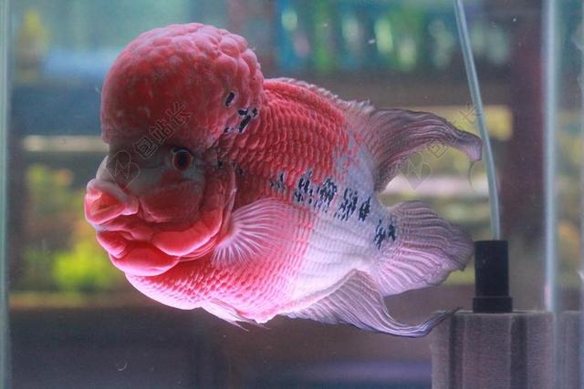鱼 粉红色 紫色 鱼缸 水族馆