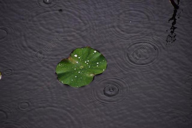 雨后 水滴 荷叶 水面