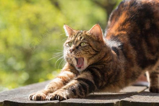 唯美打哈欠的猫背景图片