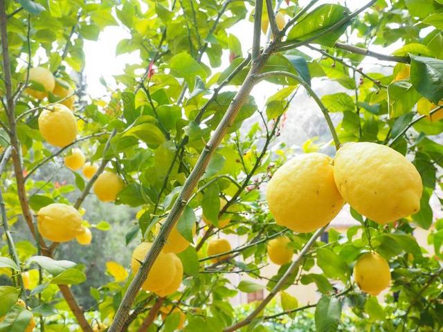 柠檬 LIMONE 柠檬树 柑橘×利蒙 柑橘 水果 热带水果