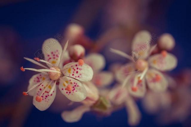 虎耳草CUNEIFOLIA  鲜花