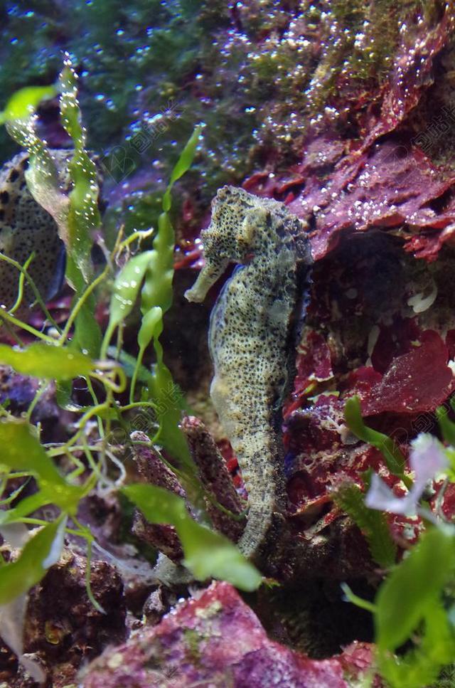 海马 海 海洋 水下 水生物 珊瑚 海底世界 动物 丰富多彩