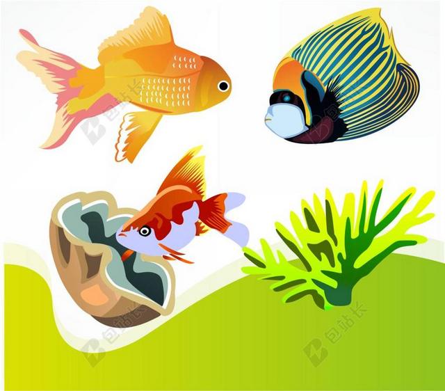 鱼 金鱼 海洋生物多样性 观赏鱼 水族馆 海 动物 水下