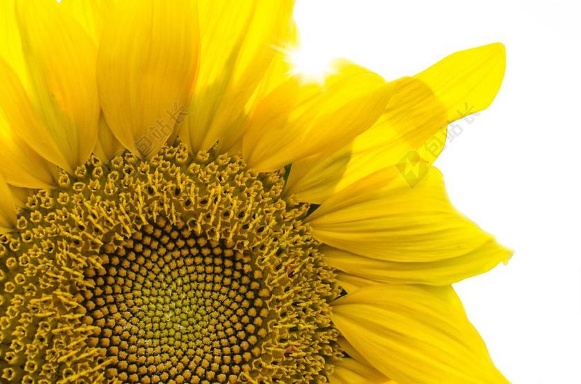 植物唯美向日葵特写背景图片