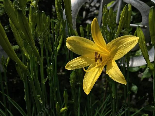 黄色 黄花菜 开花 性质 厂 雄蕊 绿色 芽 花园 阳光