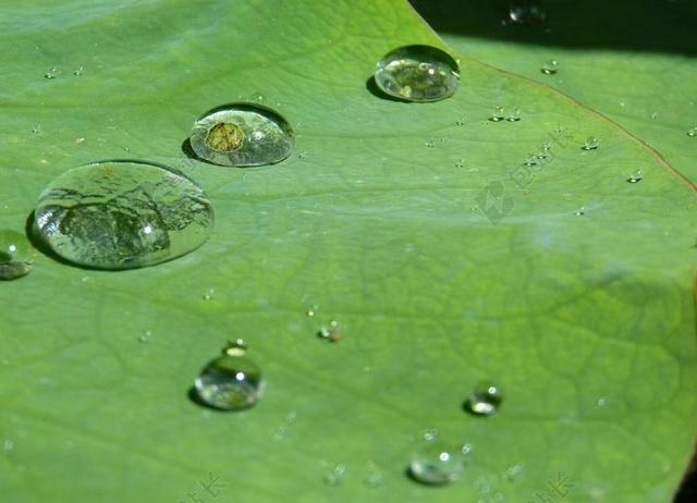 荷叶效应 滴 水 结构 雨滴 透明 珠绣 运行 湿 一滴水