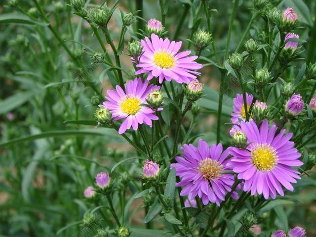 花 紫色 雏菊 野生花卉 菊花