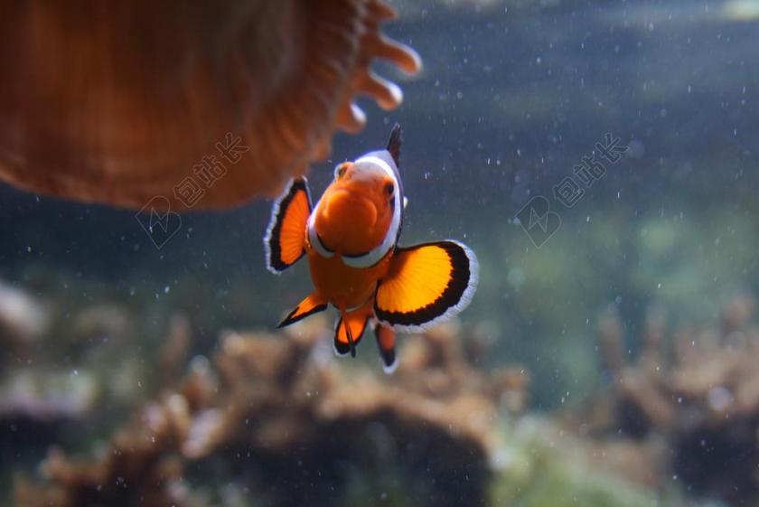 鱼 水下 动物 珊瑚 海洋 水 潜水