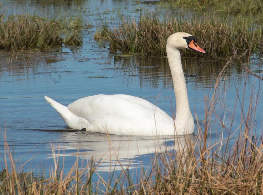 天鹅 水 白 鸟 动物 湿地 疣鼻天鹅 瑞典 鸭子