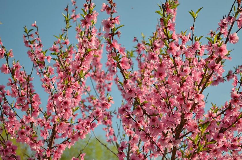 唯美布鲁姆桃花林背景图片