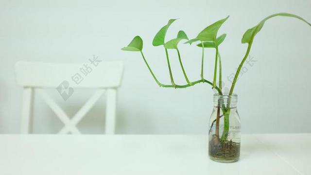 摄影自然玻璃瓶里生长的植物背景图片