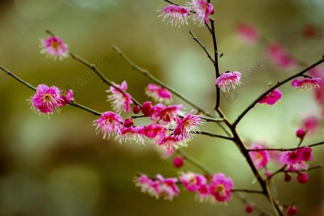 鲜花 梅花 红梅花 植物