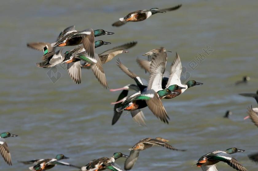 琵鸭 飞行 鸟 野生动物 自然 水 翅膀 羊群 鸡 水禽