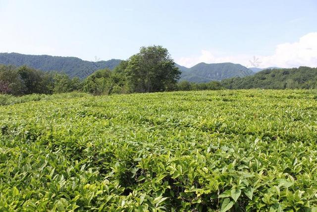 茶 茶园 植物 工作表