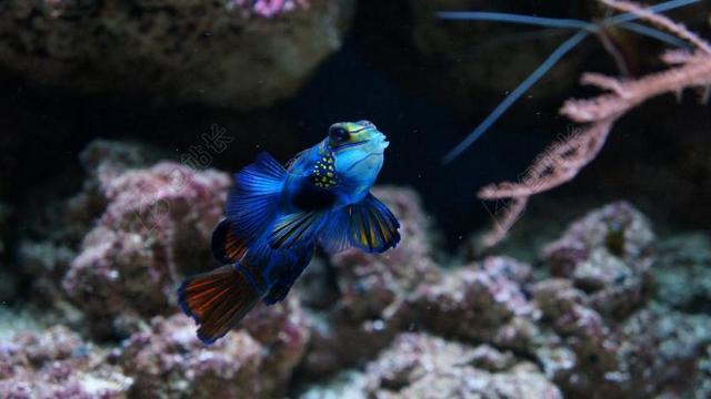 鱼 蓝色 水 水族馆 鱼缸 装饰
