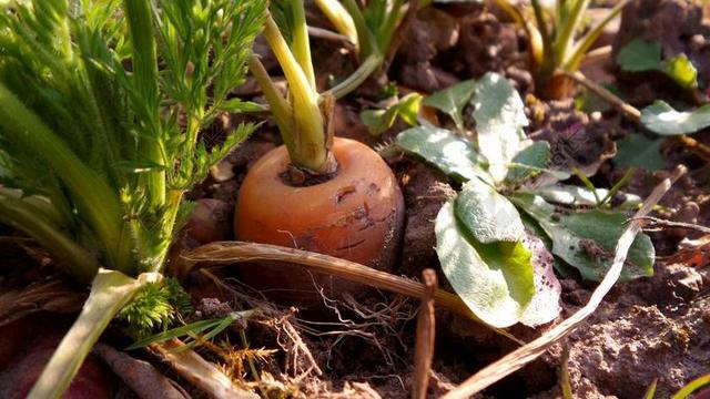 红萝卜 胡萝卜 蔬菜 汤青菜 营养 蚕食 吃 植物 食品