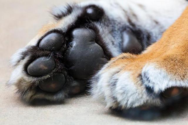 虎 爪子 动物 爪 毛皮 猫 野生动物 脚 老虎爪子 详细