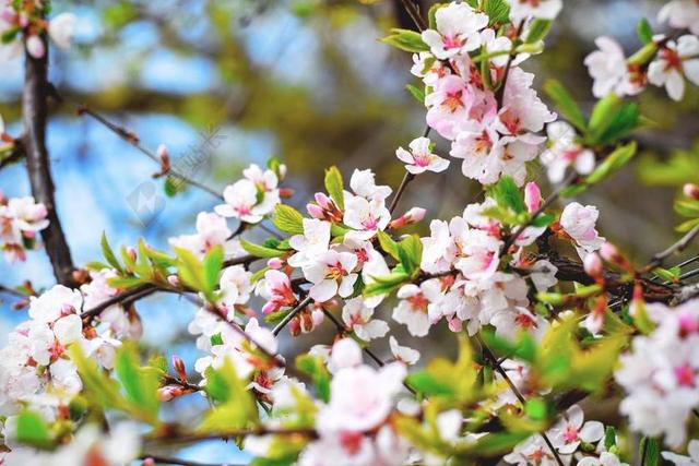 盛开 开花 枝杈 樱花 植物区系 鲜花 叶子 自然 花瓣