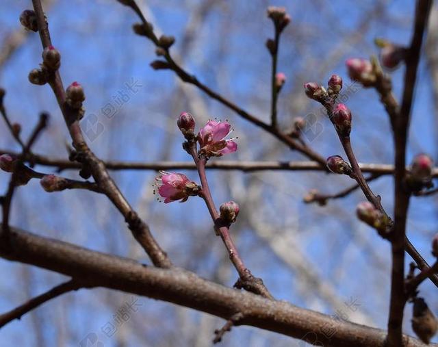 桃花芽开放 桃树 芽 开花 花 盛开 春 自然 粉红色 树