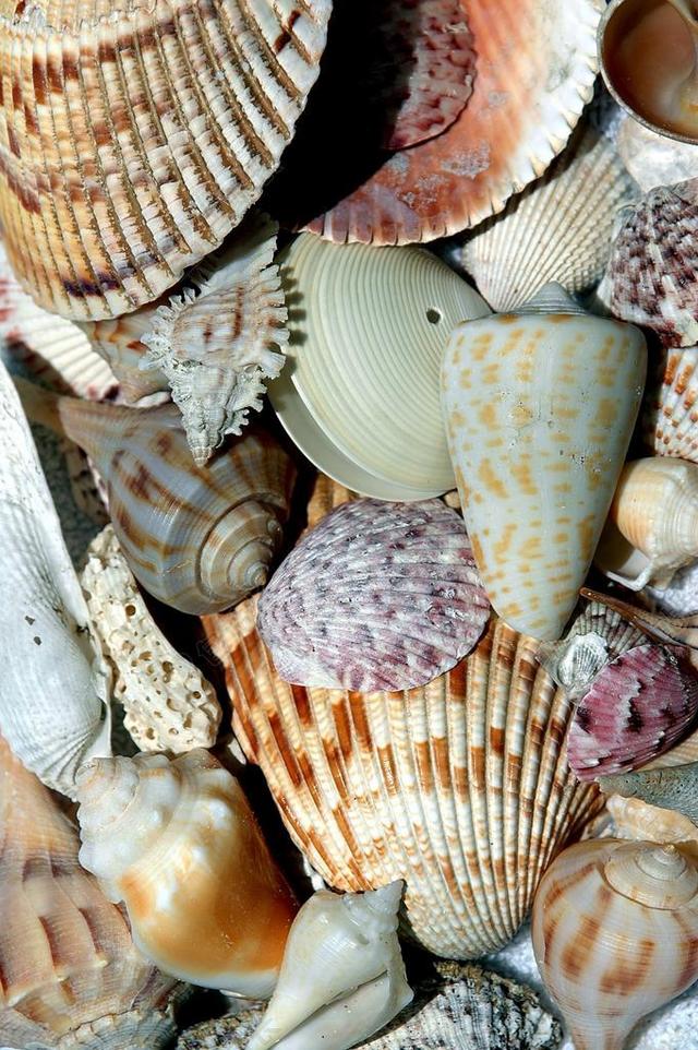 海滩贝壳 海滩 外壳 收集器 数组 模式 海 海洋 沙