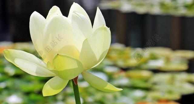 莲花 菡 莲藕 睡莲 独独黄 水生植物 开花 池塘 性质