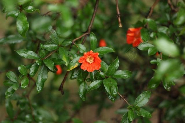 鲜花 草本植物 植物区系 花园 植物学 石榴花
