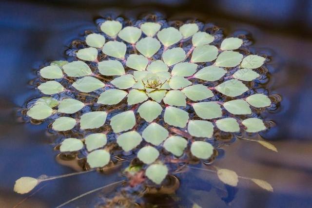 叶子 水生植物 绿色 水 池塘 湖 小区 无声水域 性质