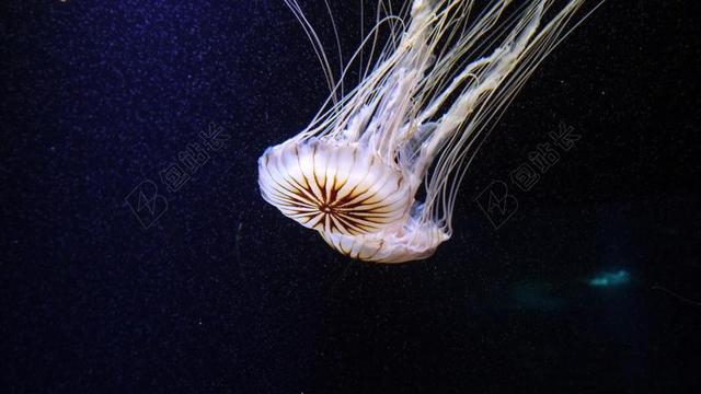 海底白色的水母背景图片