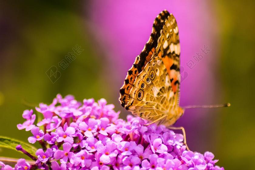 蝴蝶 开花 花与蝴蝶 性质 昆虫 关闭 夏季