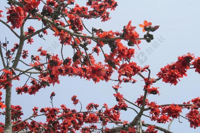 木棉木棉 蚕丝棉 花 树 盛开 SHIMUL 达卡 孟加拉国