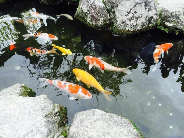 池塘里美丽的锦鲤背景图片
