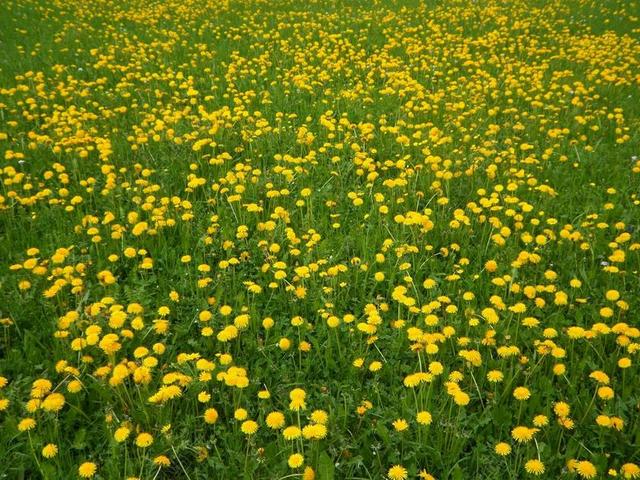 春天 盛开 黄色 绿色 蒲公英 蒲公英草甸 草地 开花 鲜花