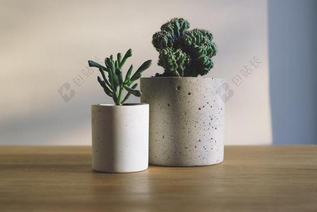 室内白色瓷器自然植物仙人掌背景图片