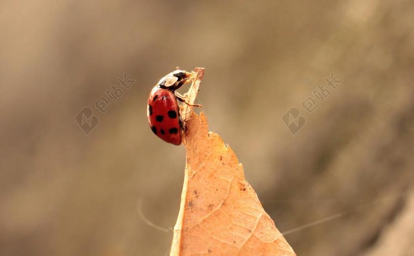 瓢虫 叶子 树叶的叶 昆虫 甲虫 性质 秋季 秋天的心情