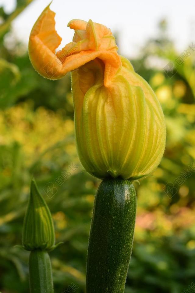 夏南瓜 厂 食品 吃 蔬菜 健康 绿色 美味 字段 长方形