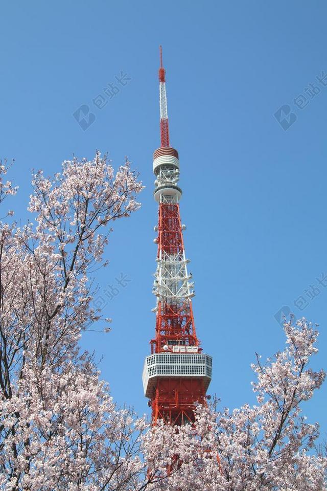 蓝天 樱花 塔 东京塔 高 天空 晴天