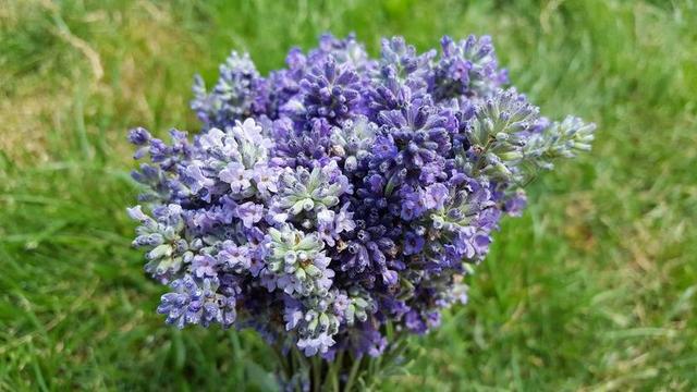 户外自然鲜花花束花朵草地背景图片