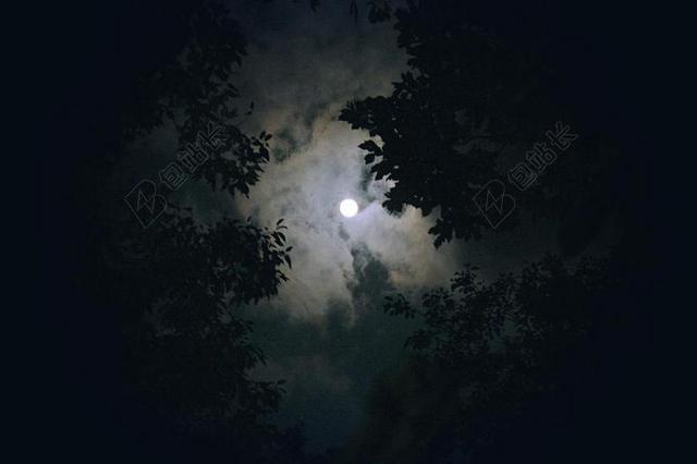 黑色夜晚月亮森林树木剪影背景图片