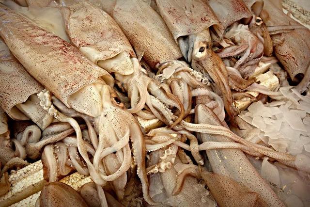 鱿鱼 动物 头足类软体动物 OCTOPODA 八达通 海鲜 新鲜