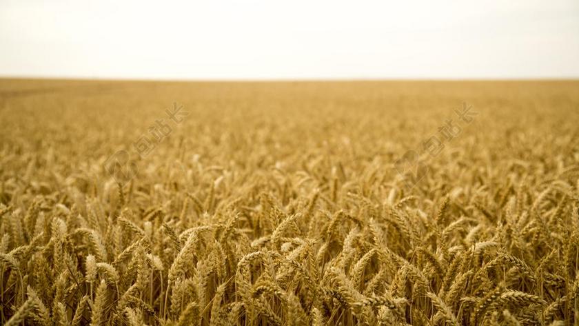 麥田 麥子 開闊 風景 金黃