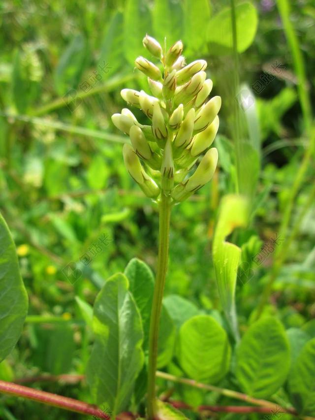 黄芪GLYCOPHYLLOS 甘草紫云英 野生甘草 野花 植物区系