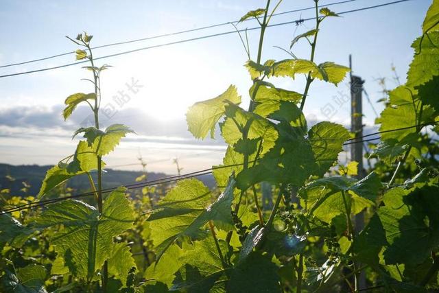葡萄藤 葡萄种植 葡萄园 植物 背光 成长 芽 插头 夏天