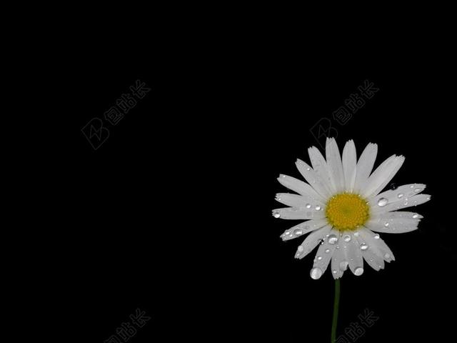 玛格丽特 宏 水 一滴水 关闭 详细信息 开花 背景 雏菊