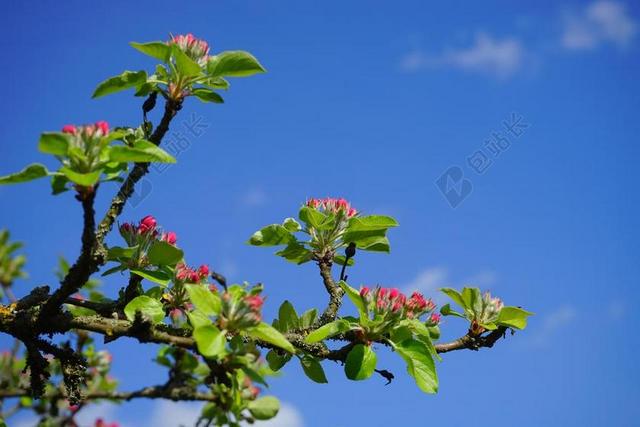 苹果树 苹果花 鲜花 红色 上升 盛开 春天 芽 树 科
